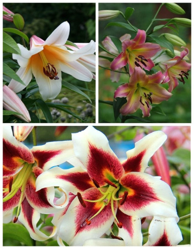 Набор лилий ОТ- гибридов "Экзотика" 6 шт