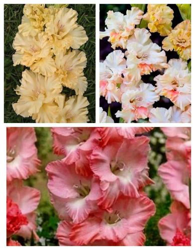 Набор гладиолусов гофрированных "Нежность"9 шт