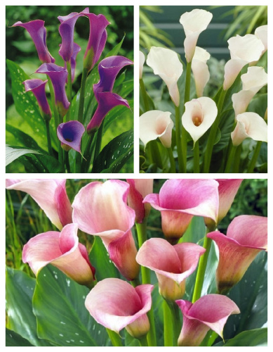 Набор калл "Элегантность" 6 шт