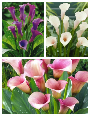 Набор калл "Элегантность" 6 шт