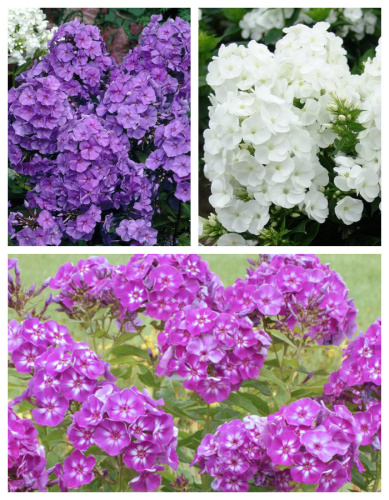 Набор флоксов "Русский сад" 3 шт