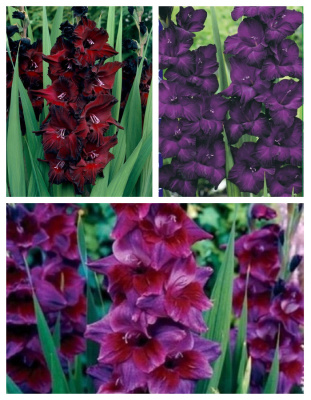 Набор гладиолусов "Летняя ночь"9 шт