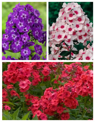 Набор флоксов "Фейерверк"  3 шт