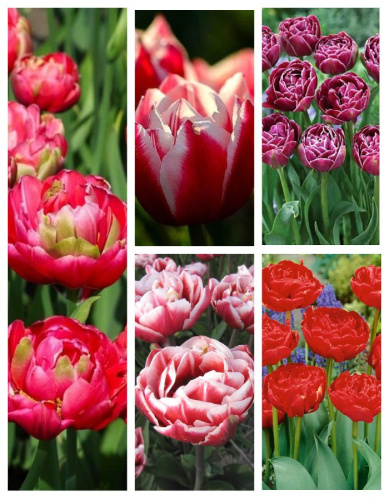 Микс тюльпанов " Алые паруса" 1 уп. ( 5 шт.)