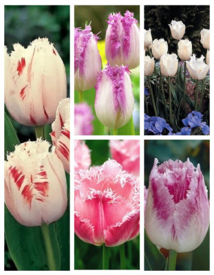 Микс тюльпанов " Нежный поцелуй" 1 уп. ( 5 шт.)