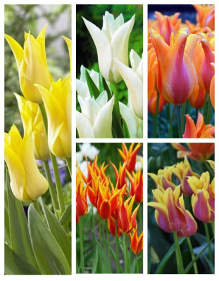 Микс тюльпанов " Солнечное настроение" 1 уп. ( 5 шт.)