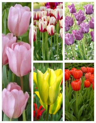 Микс тюльпанов " Радость весны" 1 уп. ( 5 шт.)