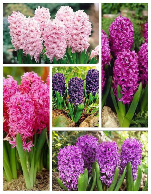 Микс гиацинтов " Королевская грация " 1 уп. ( 5 шт.)