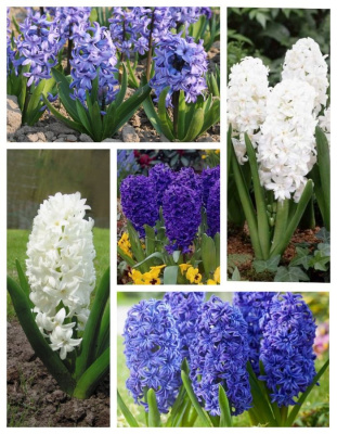 Микс гиацинтов " Морской бриз " 1 уп. ( 5 шт.)