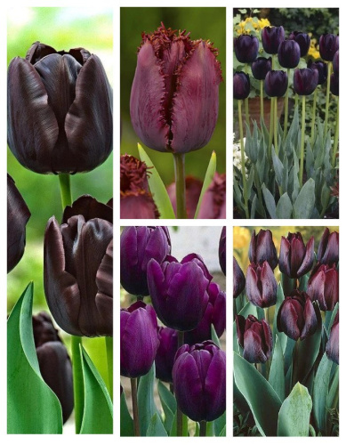 Микс тюльпанов " Темная ночь" 1 уп. ( 5 шт.)