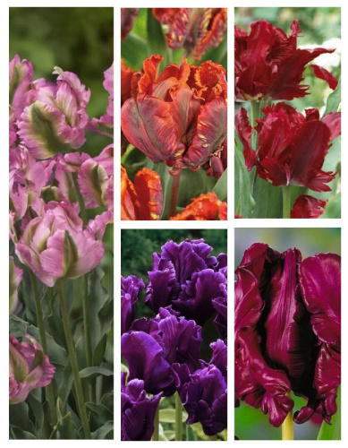 Микс тюльпанов " Магическая красота" 1 уп. ( 5 шт.)