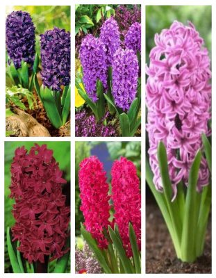 Микс гиацинтов Королевская грация 1 уп. ( 5 шт.)