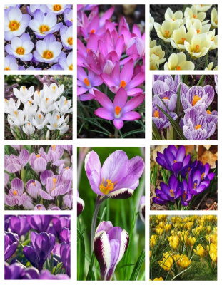 Микс крокусов Дыхание Весны 1 уп. ( 10 шт.)