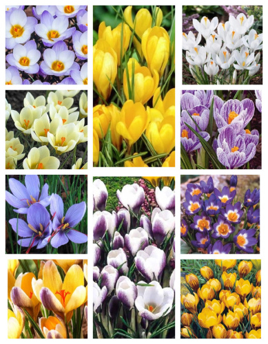 Микс крокусов Магия Пробуждения 1 уп. ( 10 шт.)