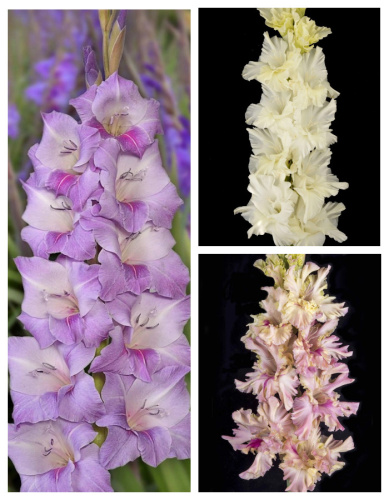 Набор гладиолусов Российской селекции "Симфония" 9 шт