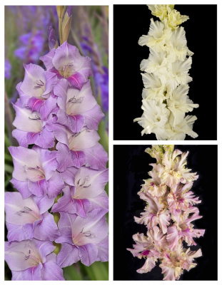 Набор гладиолусов Российской селекции "Симфония" 9 шт