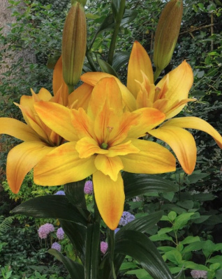 Лилия Голд Твин 1 уп. (2 шт.)