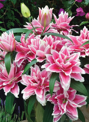 Лилия Дабл Фэнтази 1 уп. (2 шт.)