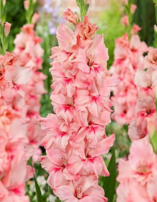 Гладиолус Адреналин 1 уп. (3 шт.).