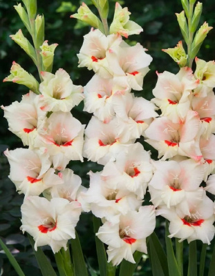 Гладиолус Коттон Кэнди уп. (3 шт.)