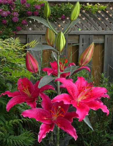 Лилия Гомера 1 уп. (2 шт.)