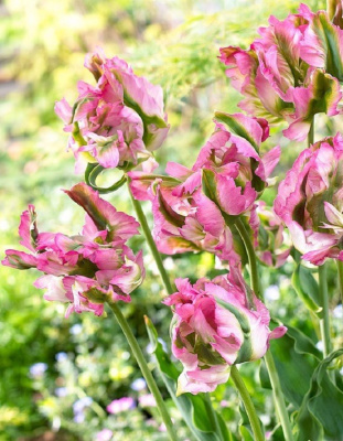 Тюльпан Грин Вейв 1 уп. (6шт.)