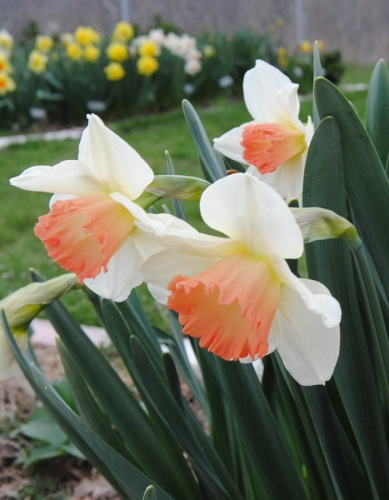 Нарцисс Хромоколор 1 уп.(4 шт.)