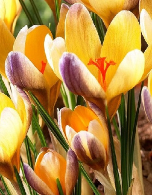 Крокус Эдванс 1 уп. (9 шт.)