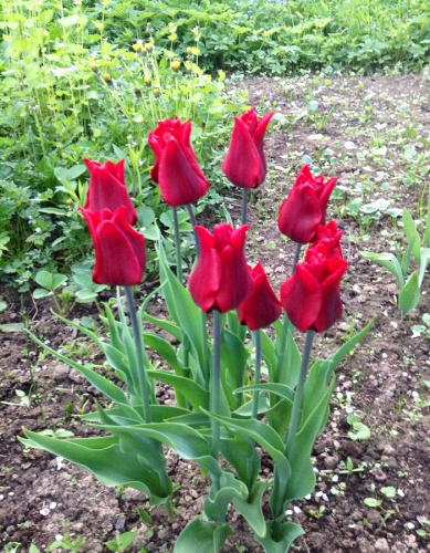 Тюльпан Ластинг Лов 1 уп. (6шт.)