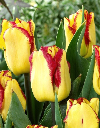 Тюльпан Кейп Таун 1 уп. (6шт.)