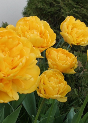 Тюльпан Монте Пион 1 уп. (6шт.)