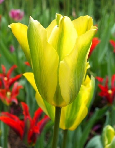 Тюльпан Формоза 1 уп. (6 шт.)