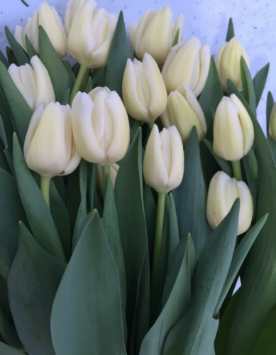 Тюльпан Чирс 1 уп. (6 шт.)