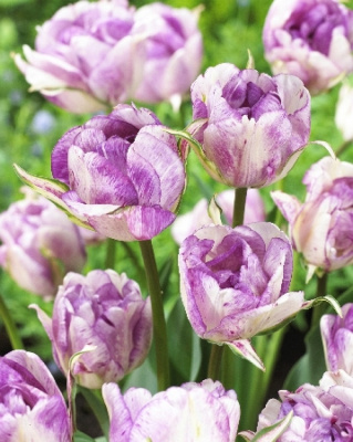 Тюльпан Дабл Ширли 1 уп.(6 шт.)