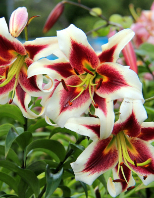 Лилия Джудит Саффинья 1 уп. (2 шт.)