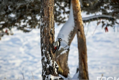 Толщина льда на реках Якутии в основном отмечается меньше нормы / ЯСИА   
