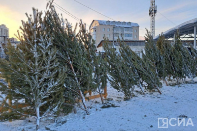 В Якутске стартовала продажа натуральных ёлок / Анна Лебединская Якутск Якутск Республика Саха (Якутия)