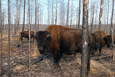 Компания «Газпром недра» оказала помощь питомнику лесных бизонов в Якутии / ЯСИА   Республика Саха (Якутия)