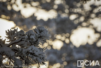 Лесничие Якутии напомнили о штрафах за незаконную рубку елей / ЯСИА   