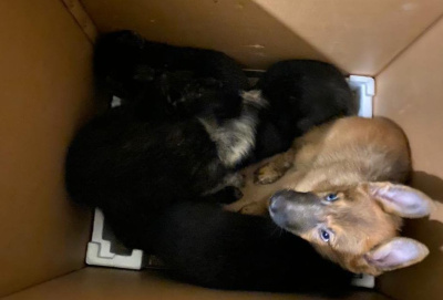 Жительницу Якутска оштрафовали за содержание 16 собак в комнате общежития / ЯСИА Якутск Якутск Республика Саха (Якутия)