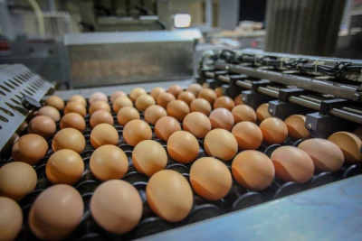 Наталия Дягилева: «Развитию птицеводства уделено особое внимание» / ЯСИА   