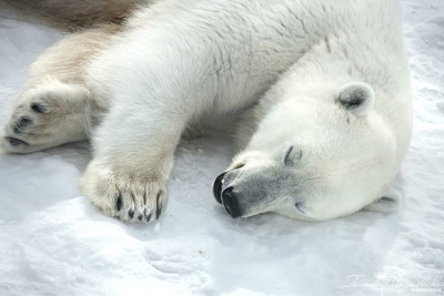 В якутском зоопарке прокомментировали информацию о сбежавшем белом медведе / ЯСИА   