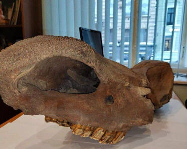 Череп древнего носорога пытались вывезти из Якутии в США / ЯСИА   