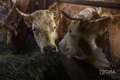 Мегино-Кангаласский, Амгинский и Горный улусы признаны лучшими в АПК Якутии / ЯСИА   