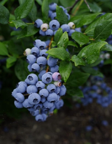 Голубика высокорослая Либерти