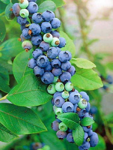 Голубика высокорослая Мидер