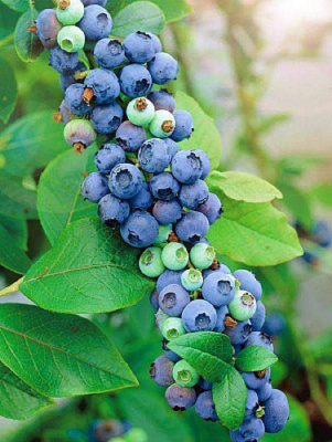 Голубика высокорослая Мидер