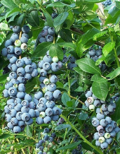 Голубика высокорослая Патриот