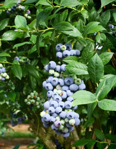 Голубика высокорослая Шантэклер