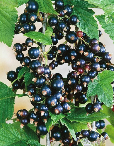 Смородина черная Ядреная